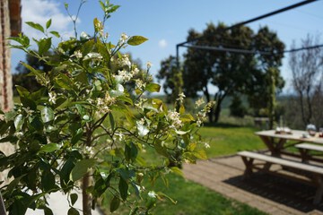 Garden view