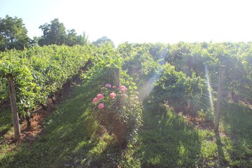 Winery