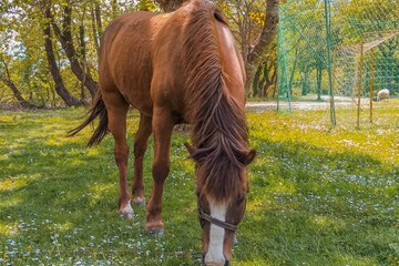 Horseback riding
