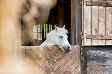Horseback riding