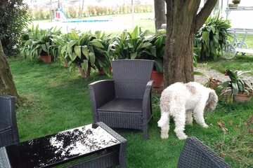 Pet-friendly