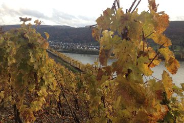 Vineyard