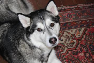 Photo 20