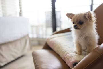 Pet-friendly amenities