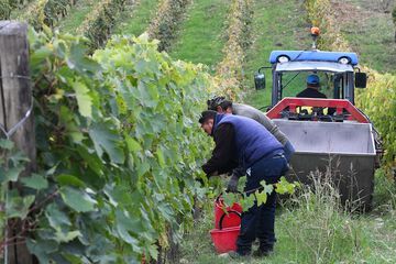 Winery