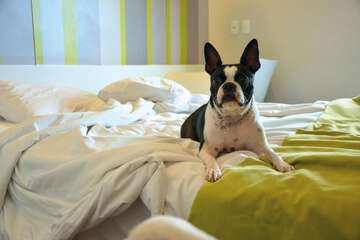 Pet-friendly