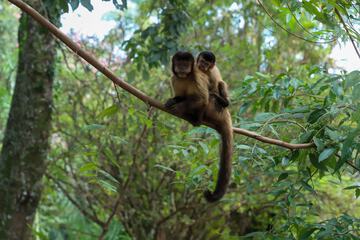 Game viewing