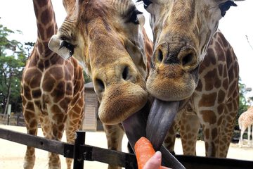 Children's activities