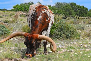 Game viewing