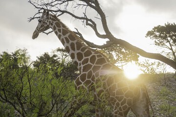 Safari