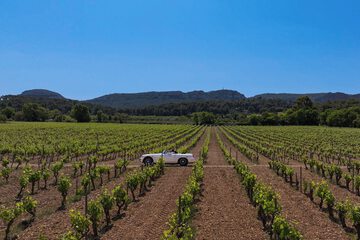 Vineyard