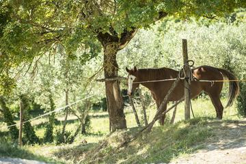 Horseback riding