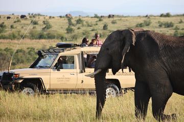 Safari
