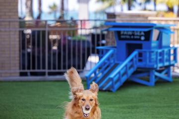 Pet-friendly amenities