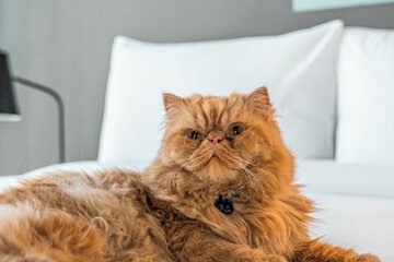 Pet-friendly