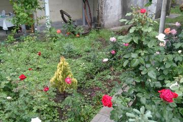 Photo 43