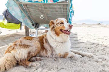Pet-friendly