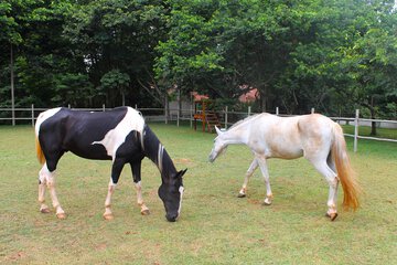 Horseback riding