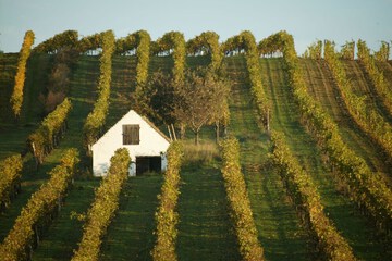 Vineyard