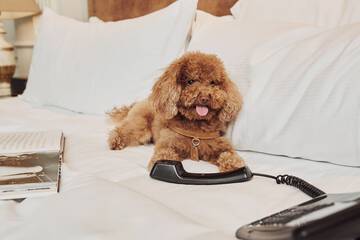 Pet-friendly