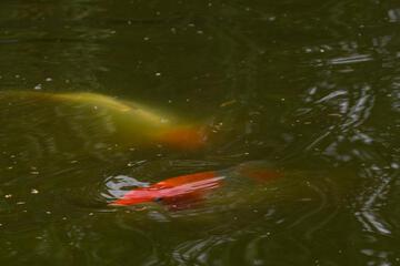 Photo 37