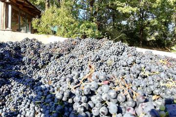 Winery