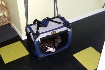 Pet-friendly