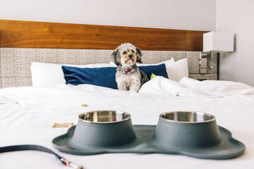 Pet Friendly 86 of 90