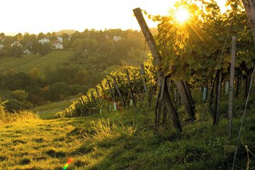 Vineyard