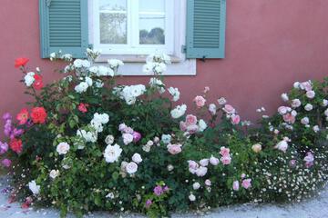 Photo 31