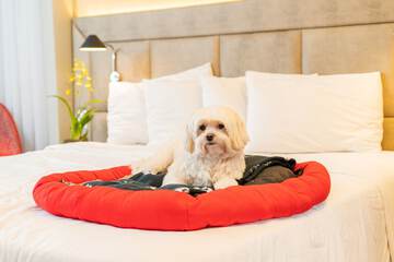Pet-friendly