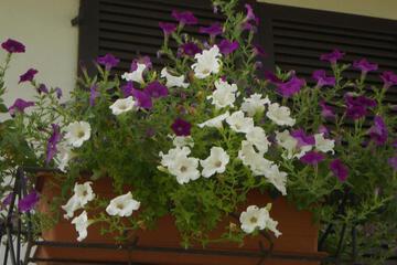 Photo 30