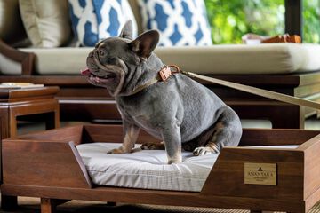 Pet-friendly amenities
