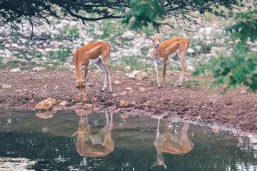Safari