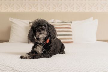 Pet-friendly