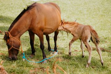 Horseback riding