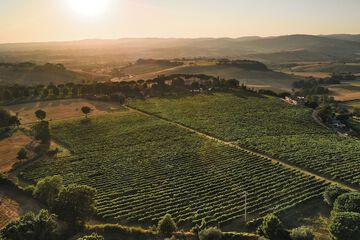 Vineyard