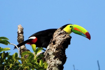 Game viewing