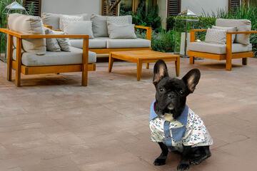 Pet-friendly