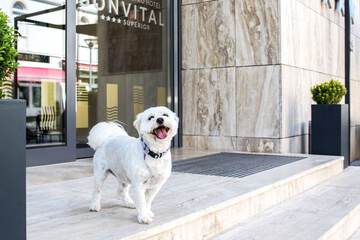 Pet-friendly amenities
