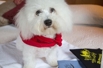 Pet-friendly