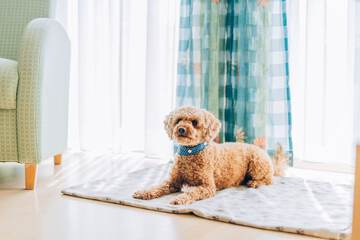 Pet-friendly