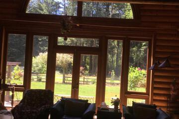 Redwood forest