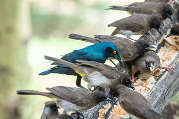 Game viewing