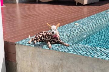 Pet-friendly