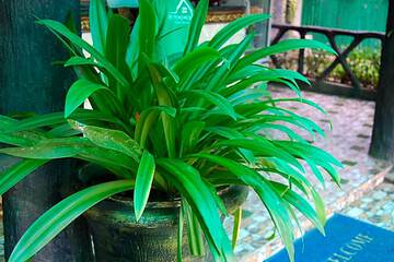Photo 42