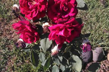 Photo 29