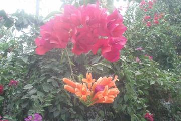 Photo 48
