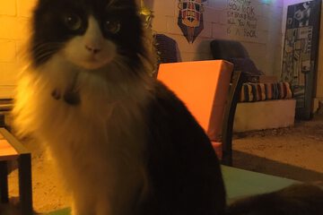 Pet-friendly