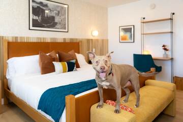 Pet-friendly